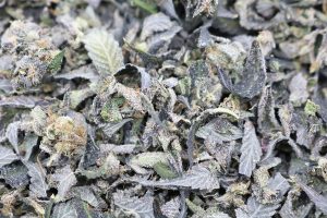 Top 6 Weed Strains in Canada 2021, BuyWeed247