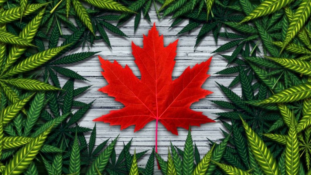 1st Year Cannabis Anniversary
