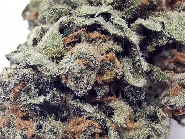 Kootenayz Exoticz - Grape God AAAA+