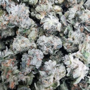 Popcorn Hybrid