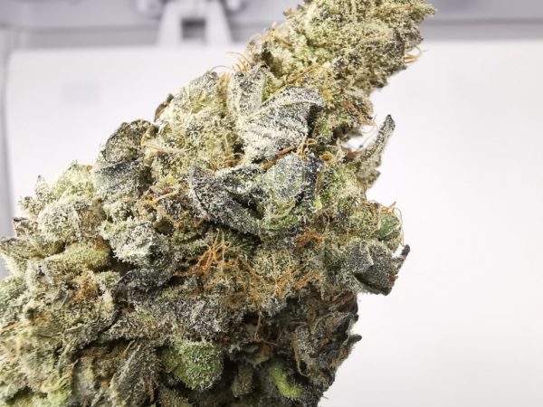 Kootenayz Exoticz - Blueberry Grapevine AAAA+