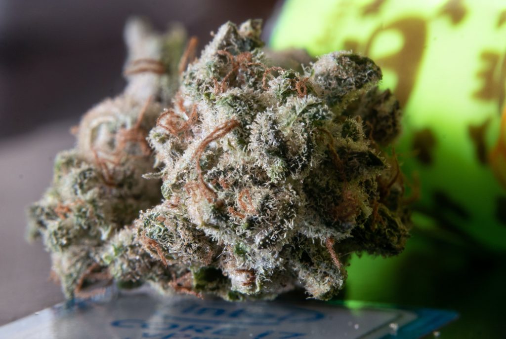 All About Cannabis Growing Indica in Canada