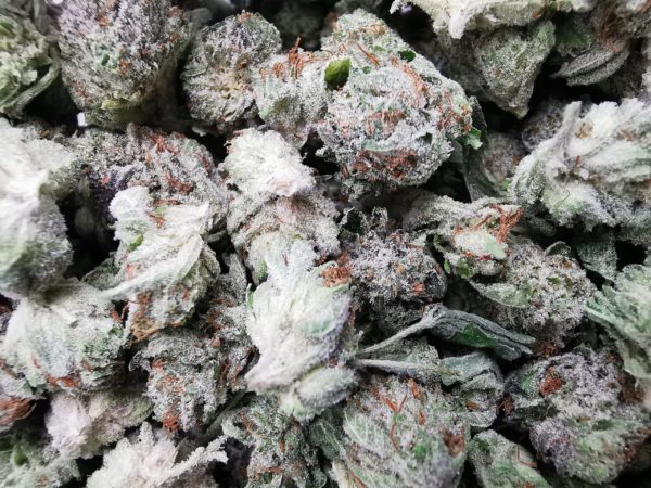 Green Valley's AAAA Pink Tuna Smalls