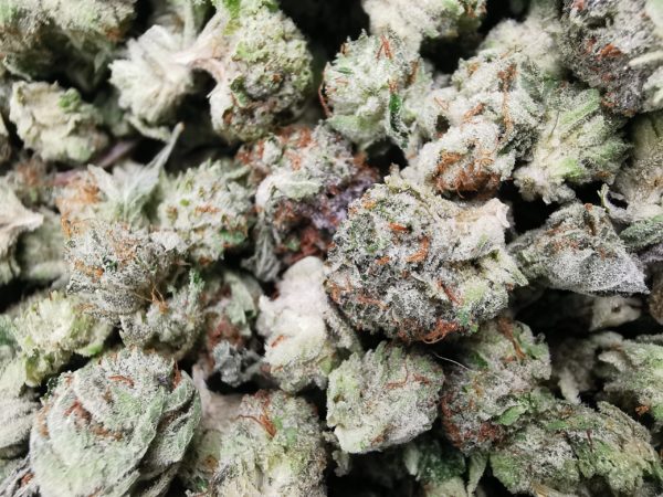 Green Valley's AAAA Pink Tuna Smalls