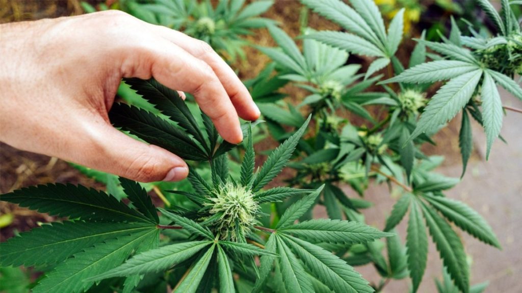 What CBD Strain is Best for Anxiety?