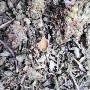 AAAA+ Bubba Kush Trim