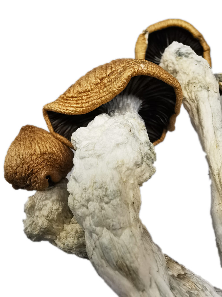 Buy Weed Online, BuyWeed247
