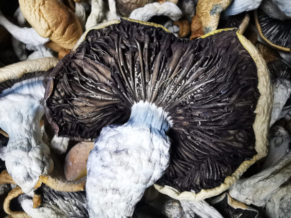 Magic Cap's True Albino Teachers Magic Mushroom