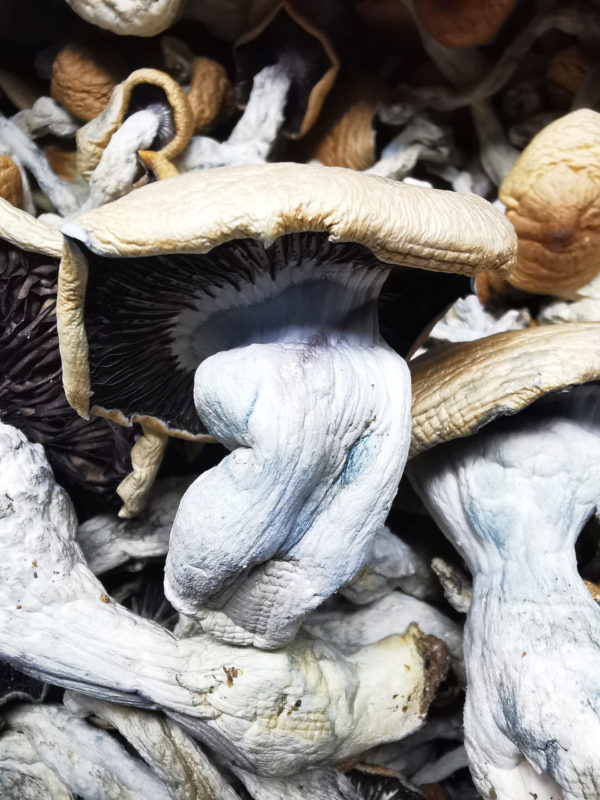 Magic Cap's True Albino Teachers Magic Mushroom
