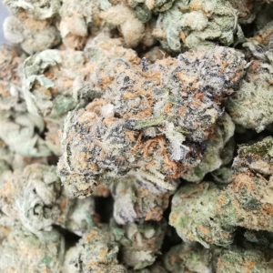 Kootenayz Exoticz's AAAA+ Sunset Sherbert Smalls