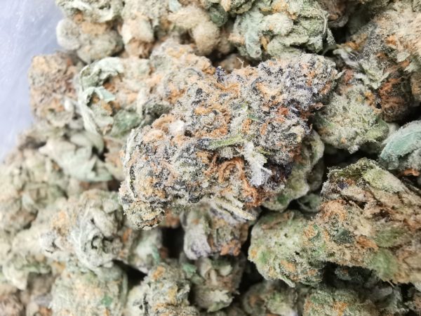 Kootenayz Exoticz's AAAA+ Sunset Sherbert Smalls