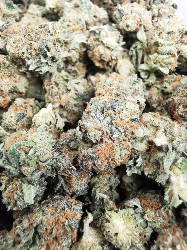 jack herer