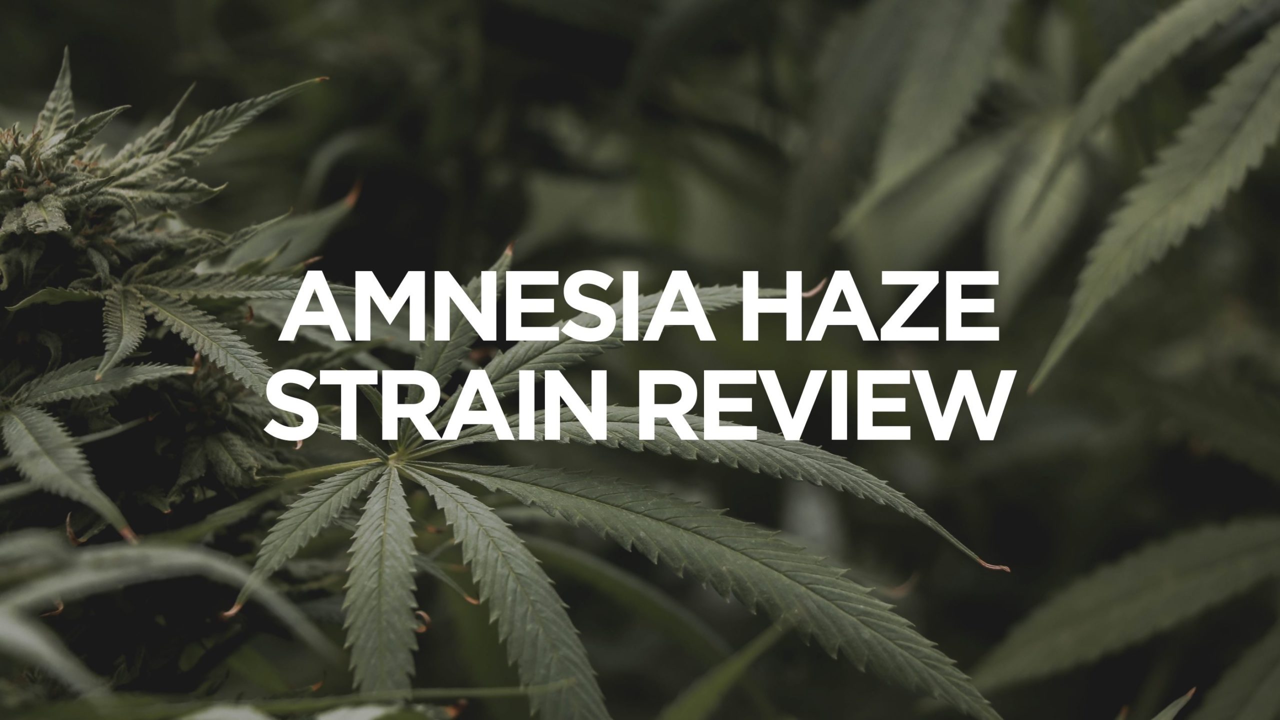 Amnesia Haze Strain Review, BuyWeed247