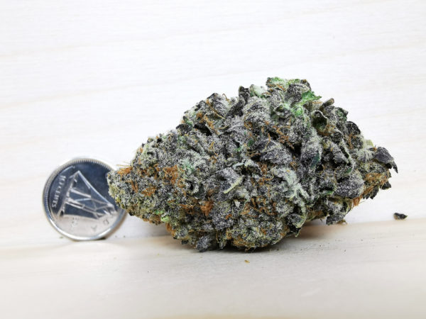 Kootenayz Exoticz's AAAA SnowCap