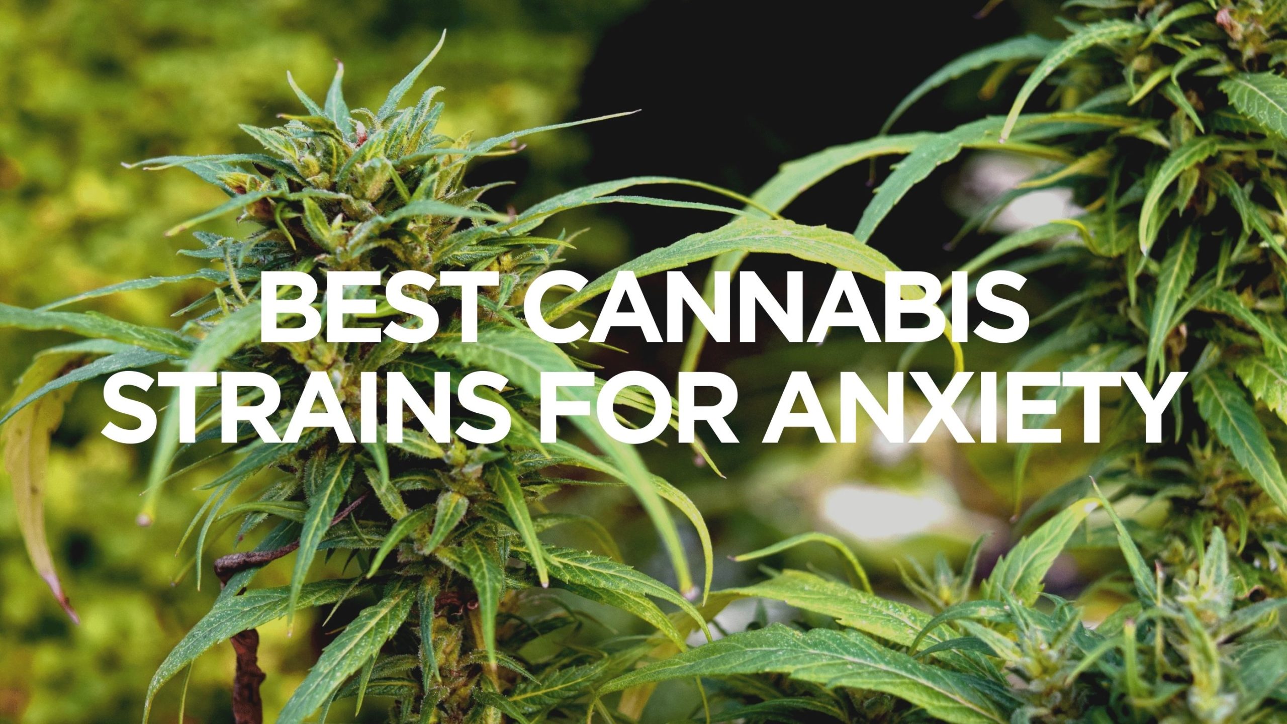 Best Cannabis Strains for Anxiety, BuyWeed247