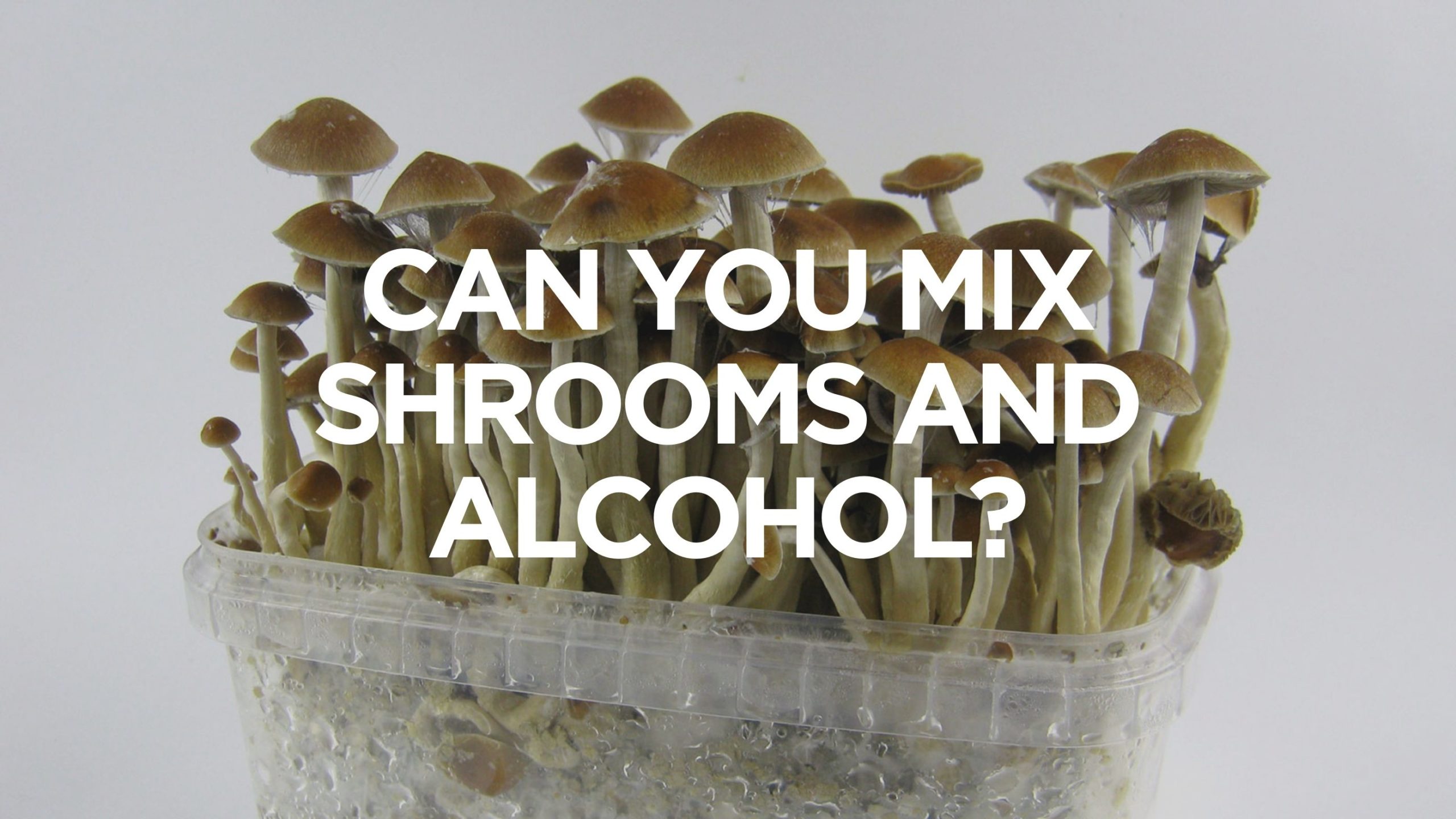 Can You Mix Shrooms and Alcohol?, BuyWeed247