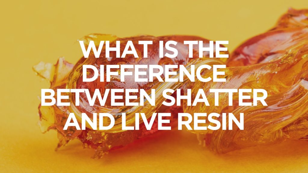 what-is-the-difference-between-shatter-and-live-resin