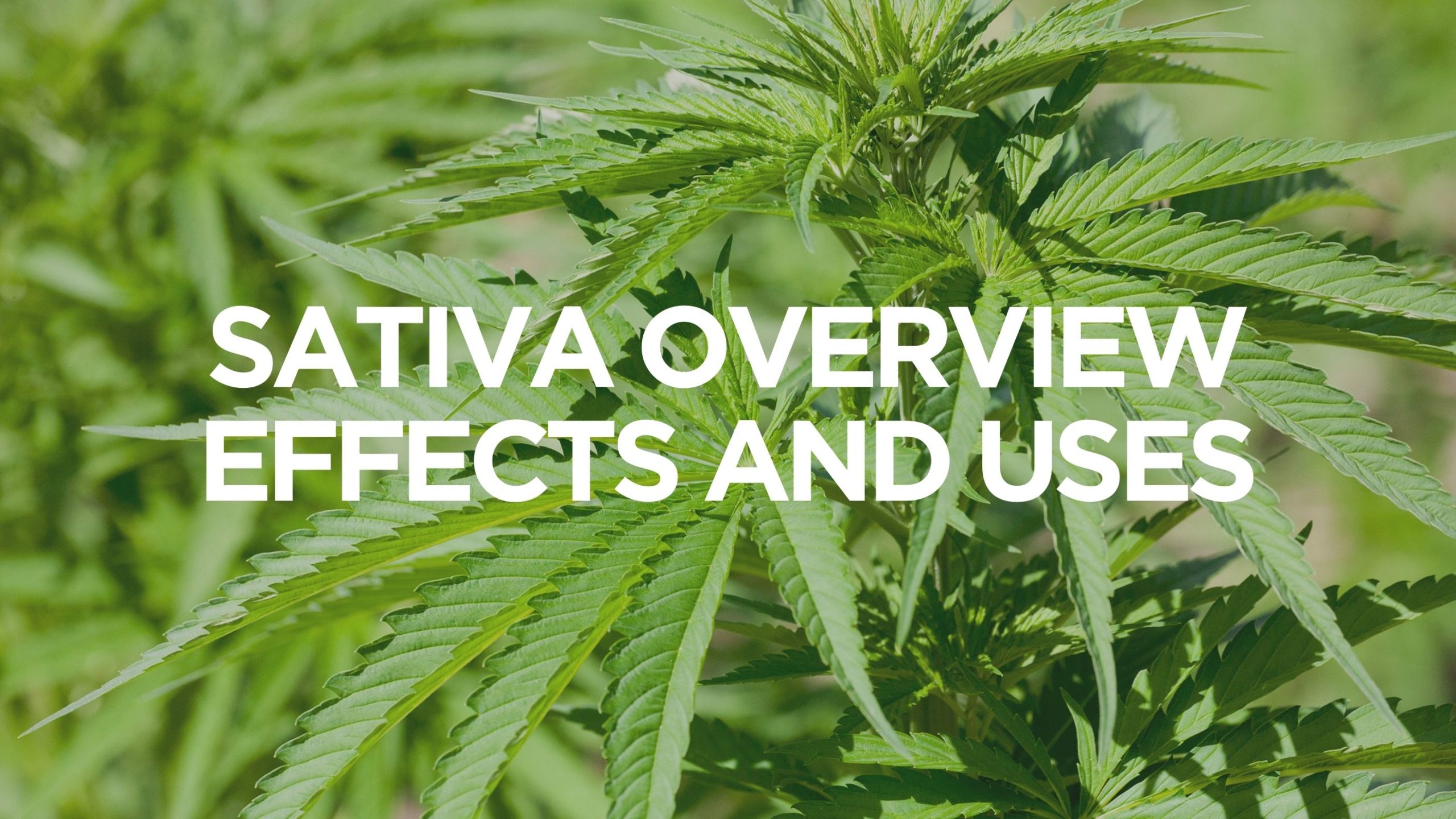 Sativa Overview – Effects and Uses, BuyWeed247