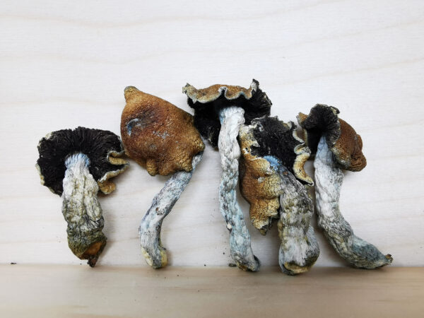 tidal wave magic mushroom