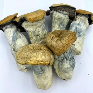 melmac magic mushroom