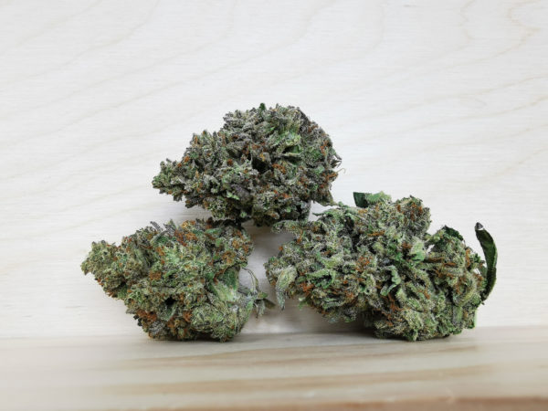 white rhino