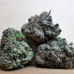 Green Valley's AAAA+ Bubba Rockstar