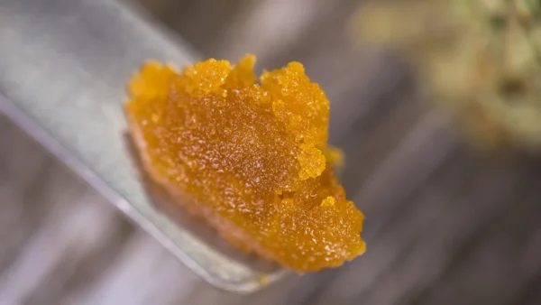 caviar concentrate
