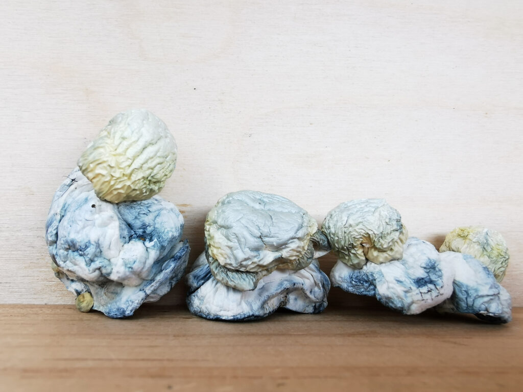 Buy Weed Online, BuyWeed247