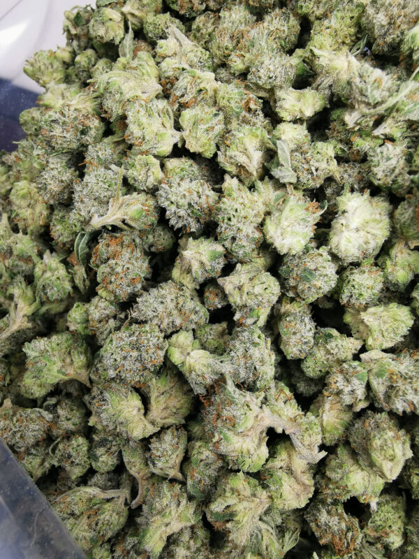 Bulk-Sale AAA+ Lemon Cream Smalls - Image 2