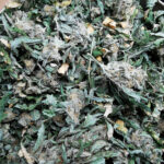 Tiny Treasures White Wedding Trim