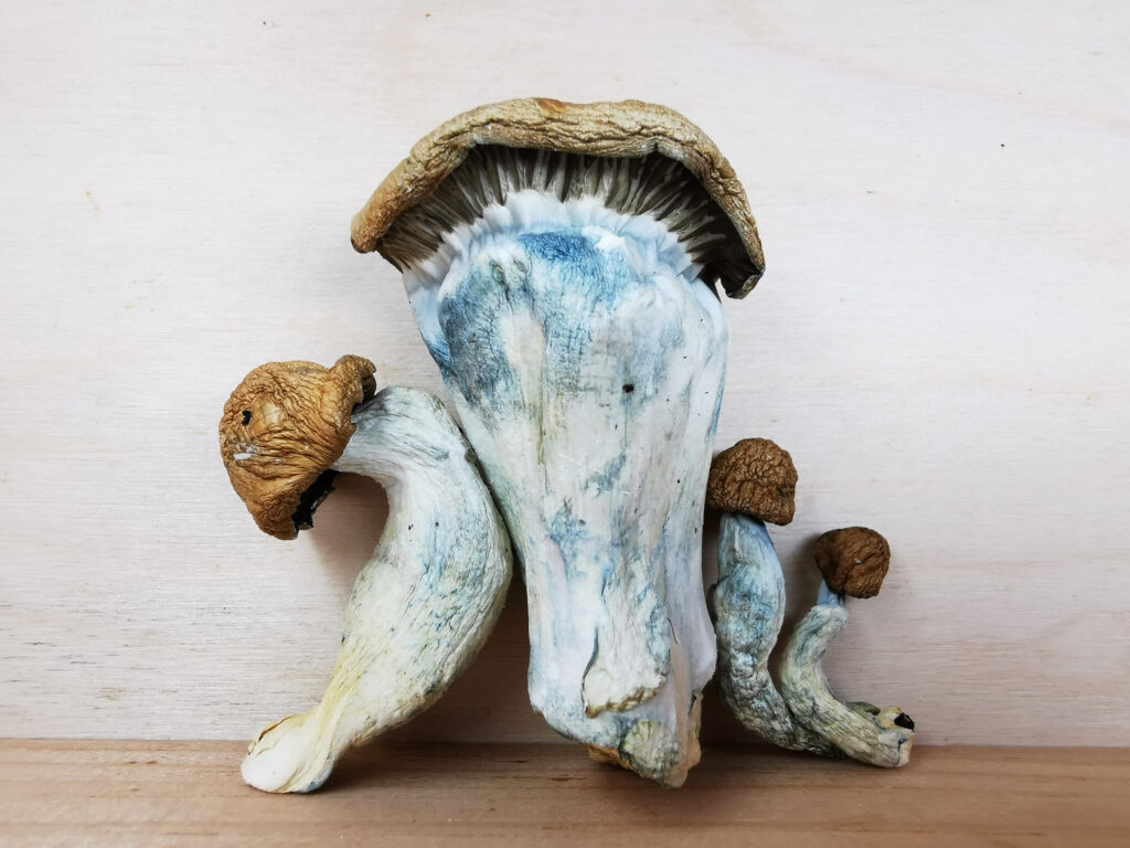 Buy Weed Online, BuyWeed247