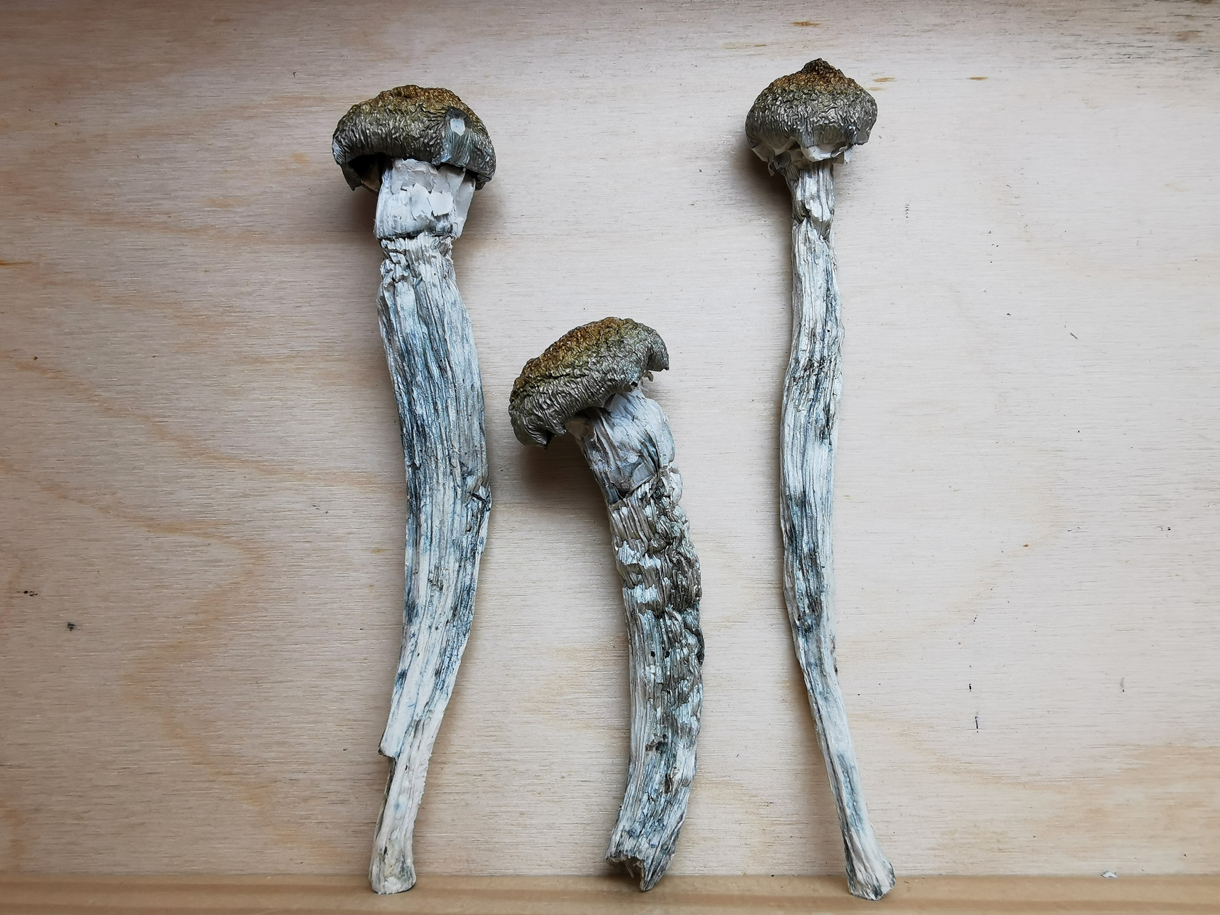 IMG_20251202_152606 Mountain Resort's M100 Magic Mushroom - Image 1