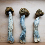 Mountain Resort's Tidal Wave Magic Mushroom