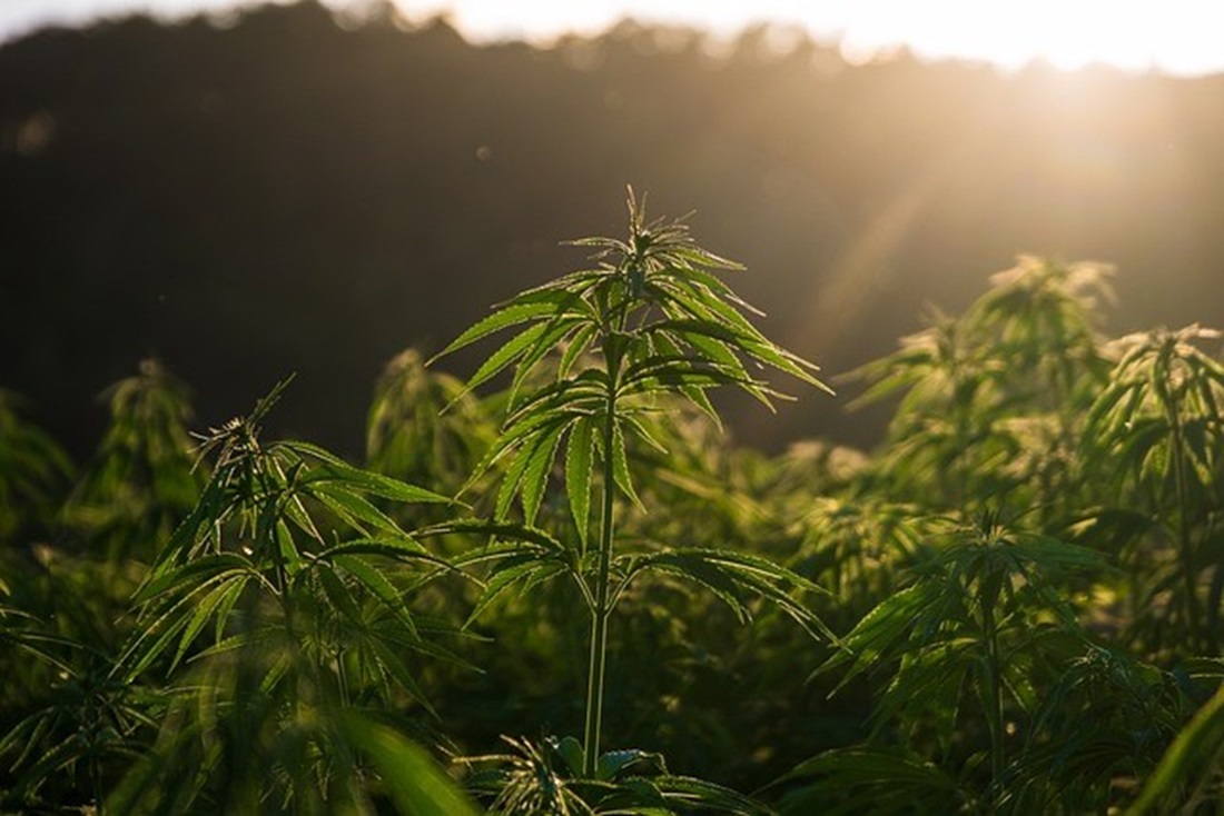 Hybrids vs Sativa vs Indica, BuyWeed247