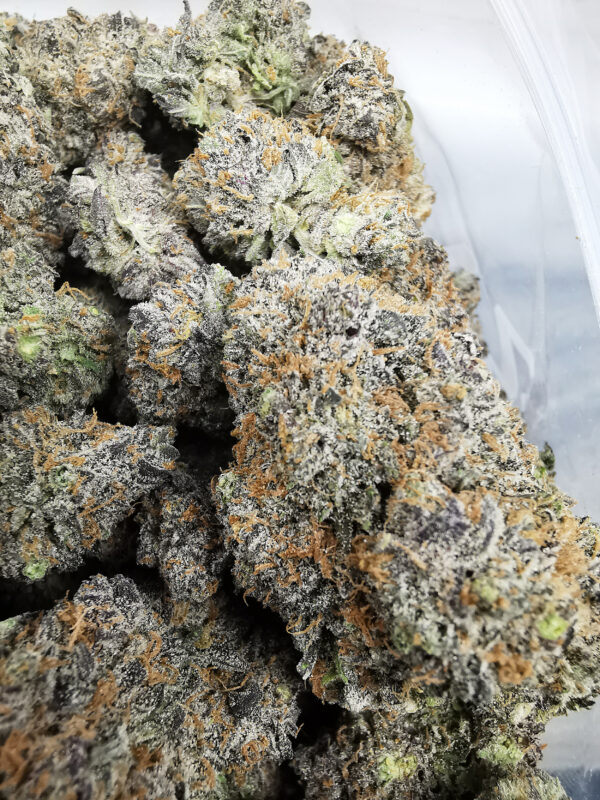 Green Valley's AAAA+ Gelato# 33 - Image 4