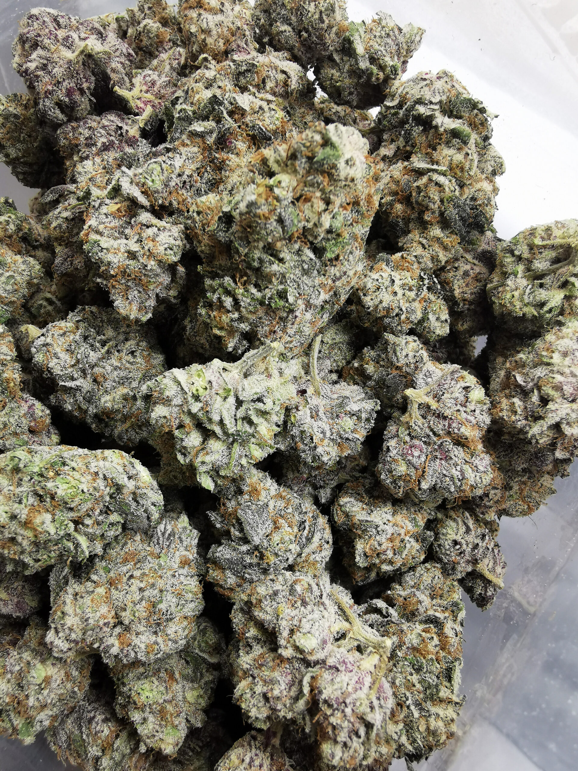 IMG_20251029_133047 Green Valley's AAAA+ Peanut Butter Rockstar - Image 3