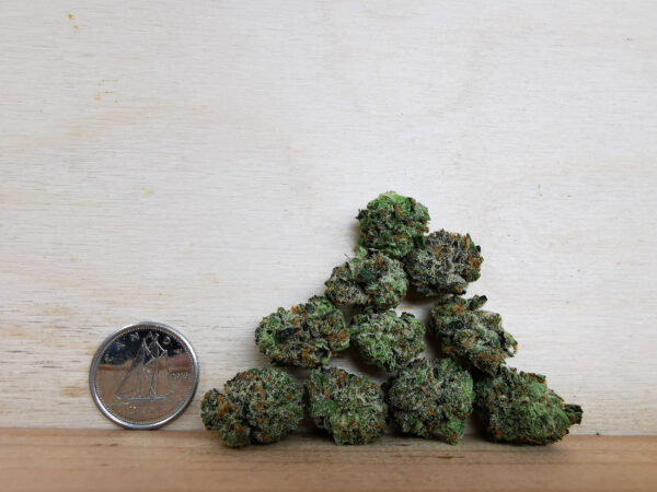 Green Valley's AAAA Rockstar Smalls - Image 2