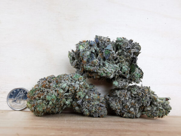 Green Valley's AAAA+ Mike Tyson - Image 2
