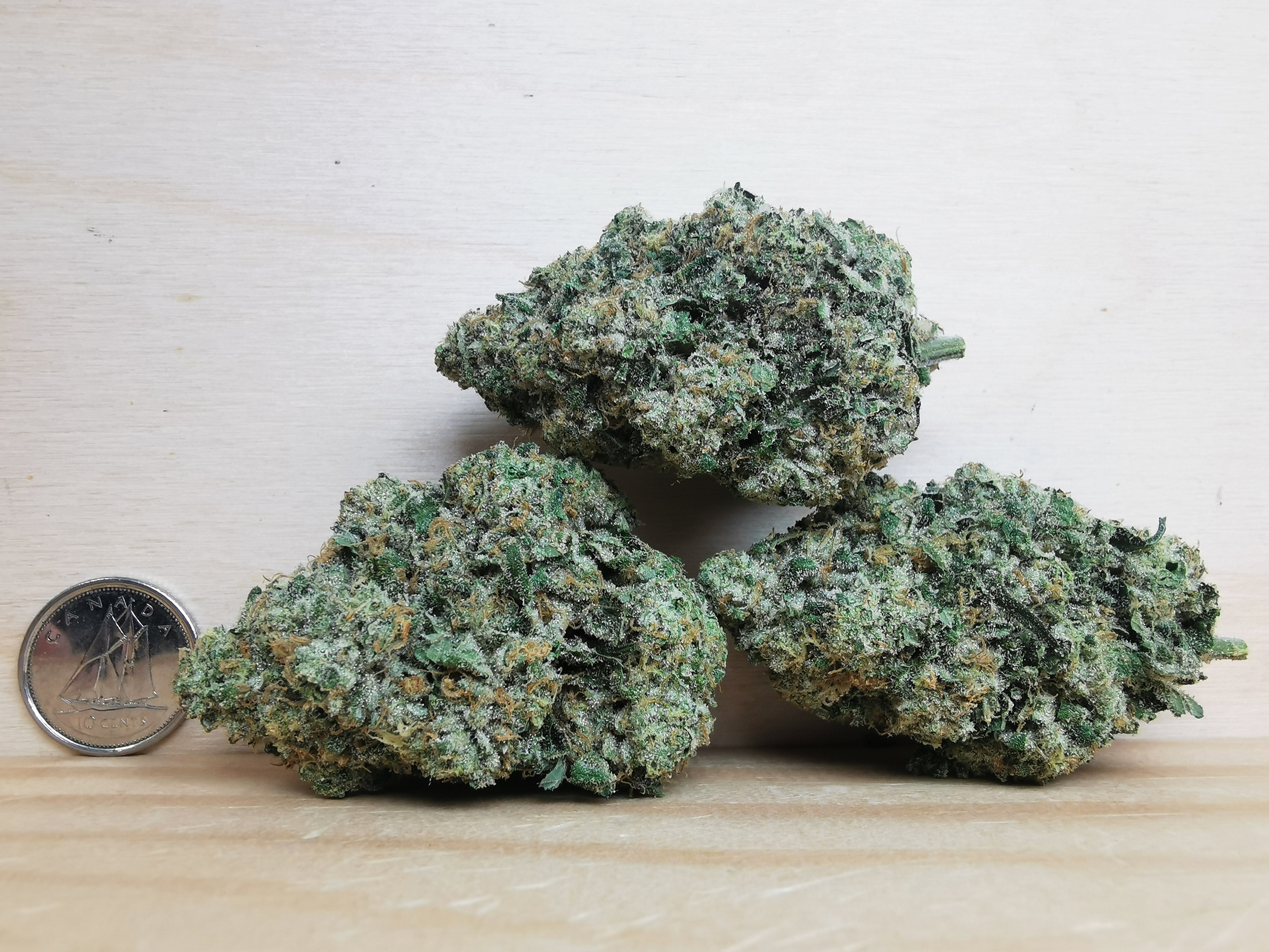 IMG_20251008_114925 Bulk-Sale GV's AAAA Banana OG - Image 2