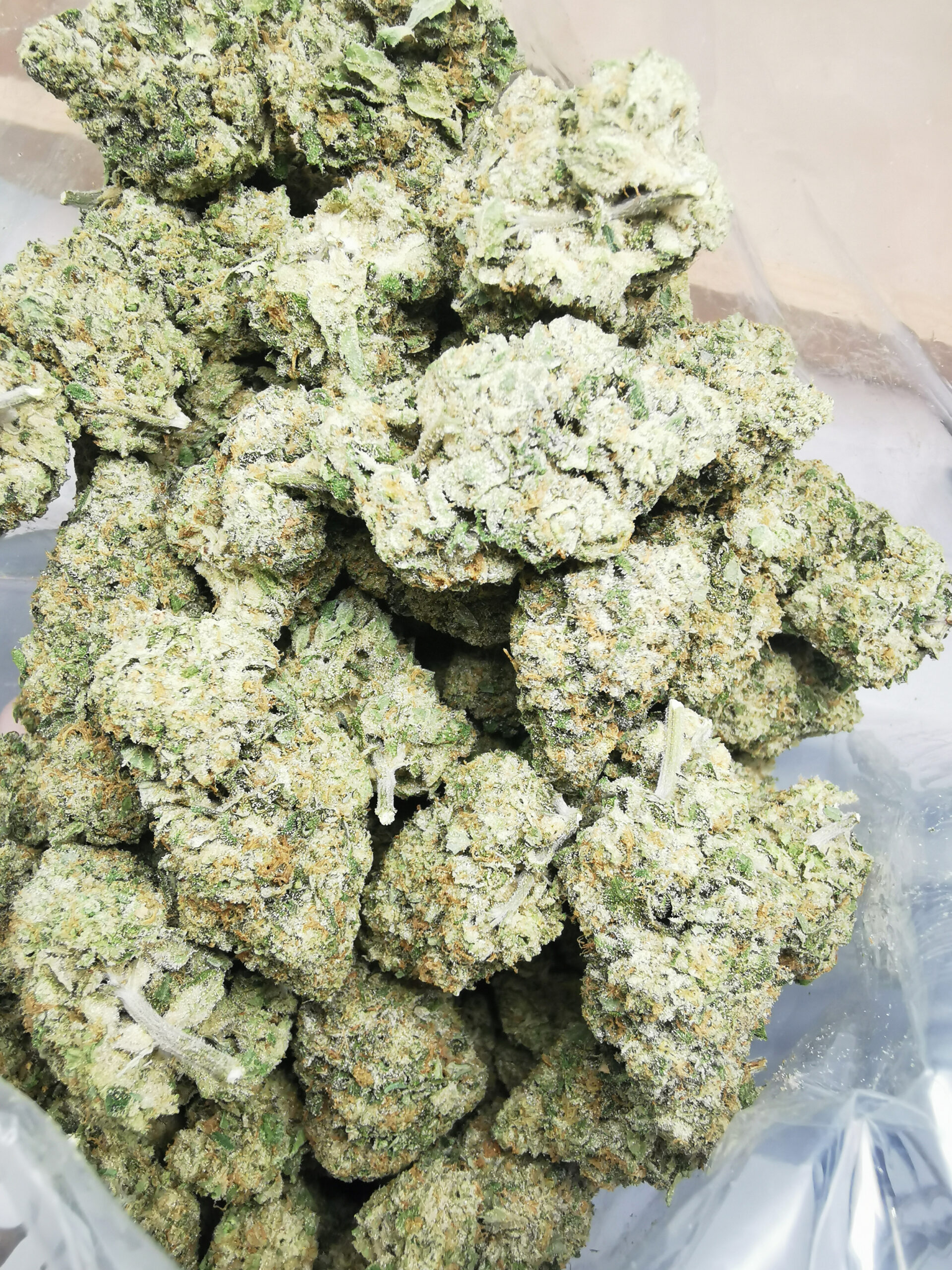 IMG_20251008_115040 Bulk-Sale GV's AAAA Banana OG - Image 3