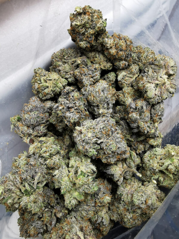 Green Valley's AAAA+ Diablo Death Bubba - Image 4