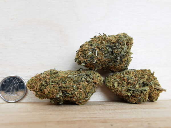 Blue Cookies - Image 2