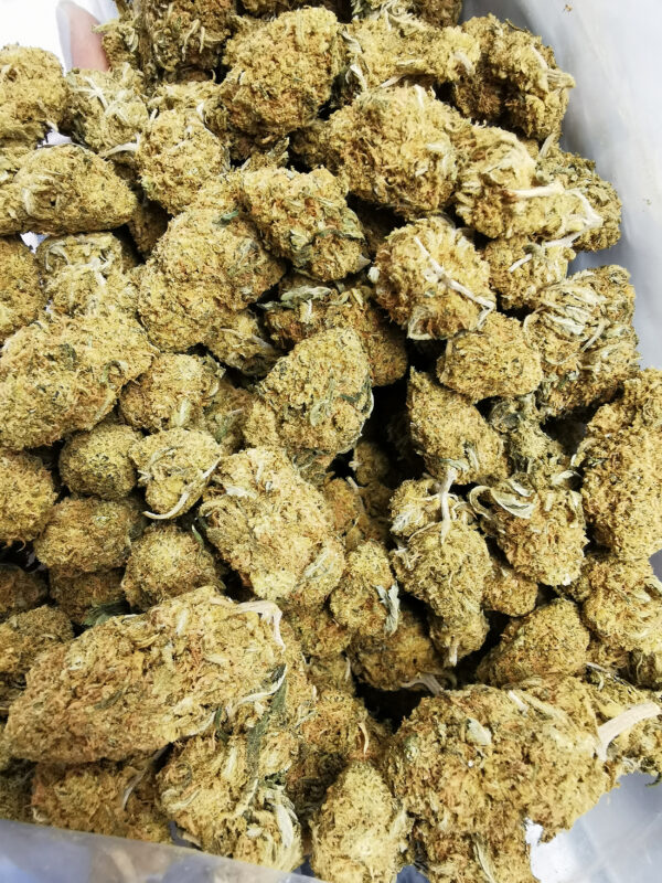 Blue Cookies - Image 3