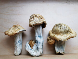 Buy Weed 247 vs. Cannawholesalers: Who Sells the Best Weed in Canada, BuyWeed247