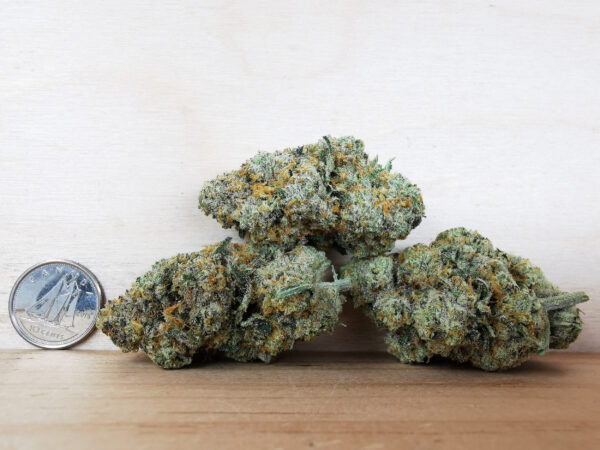 Green Valley's AAAA Double Tangie Banana - Image 2