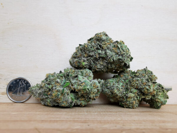 Green Valley's AAAA Lemon Skunk - Image 2