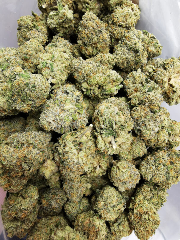 Green Valley's AAAA Lemon Skunk - Image 3
