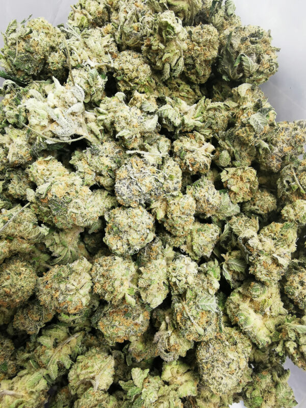 Bulk-Sale GV's AAAA Fiesta Smalls - Image 3