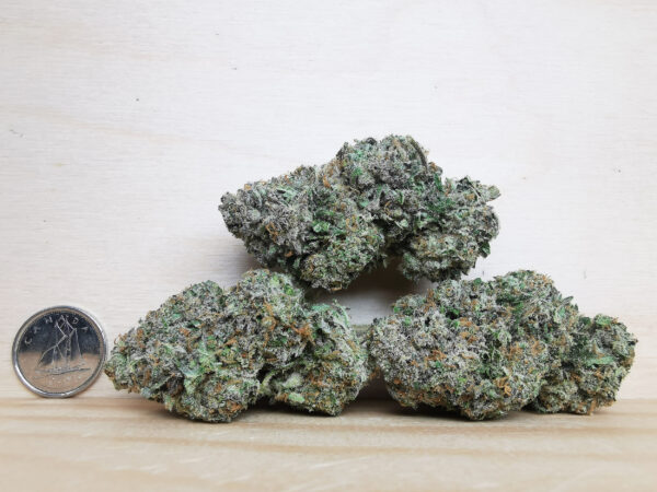 Green Valley's AAAA+ Malibu Marker - Image 2