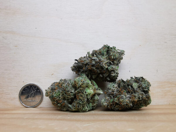 Green Valley's AAAA Pink Rockstar - Image 2